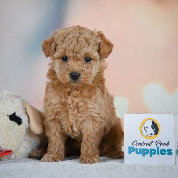 Miniature Poodle Puppy for Sale