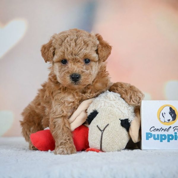 Miniature Poodle Puppy for Sale