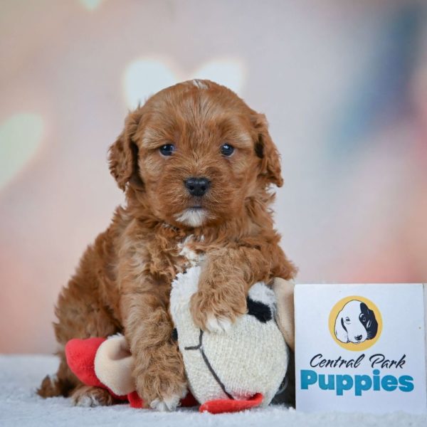 F1 Cavapoo Puppy for Sale