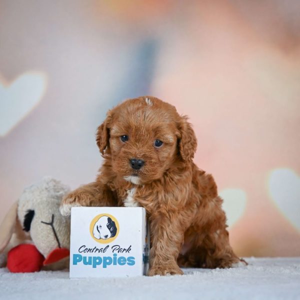 F1 Cavapoo Puppy for Sale