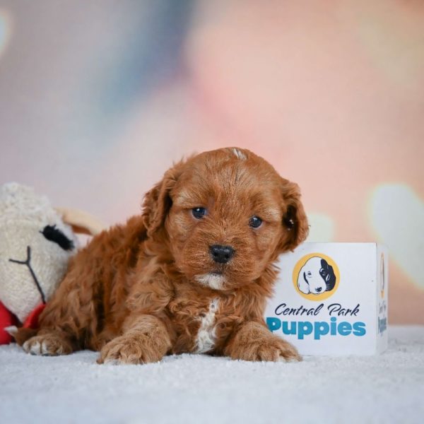 F1 Cavapoo Puppy for Sale