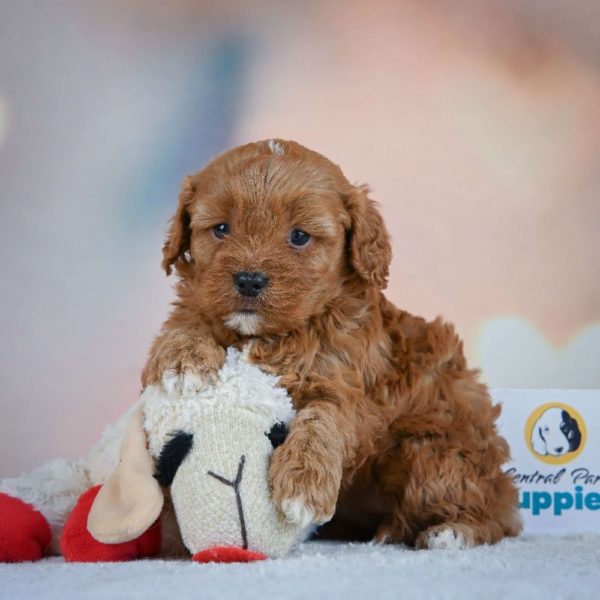 F1 Cavapoo Puppy for Sale