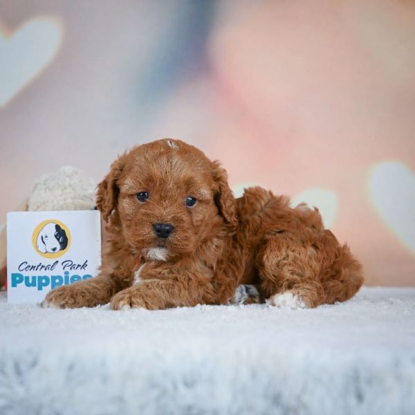 F1 Cavapoo Puppy for Sale