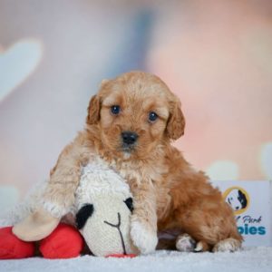 F1 Cavapoo Puppy for Sale