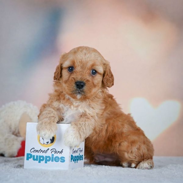 F1 Cavapoo Puppy for Sale