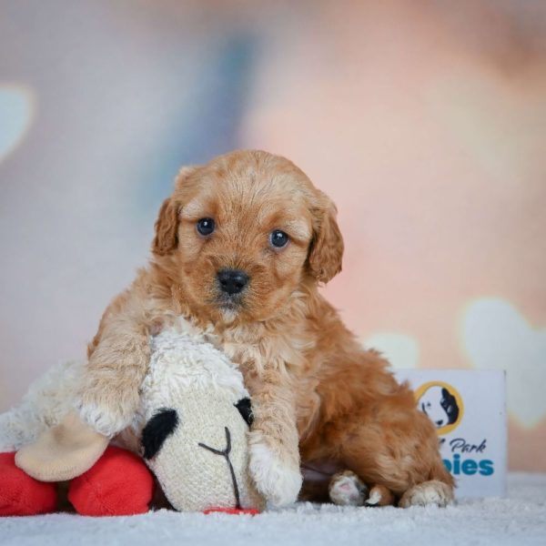 F1 Cavapoo Puppy for Sale