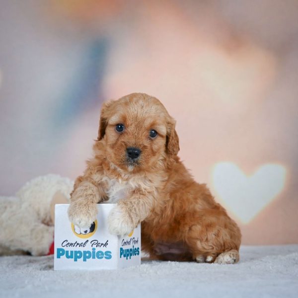 F1 Cavapoo Puppy for Sale