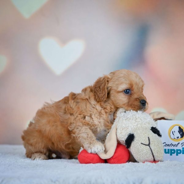 F1 Cavapoo Puppy for Sale