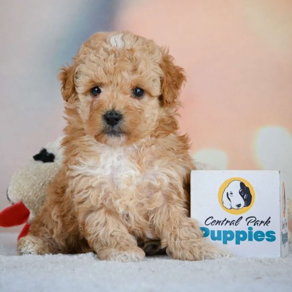 Miniature Poodle Puppy for Sale