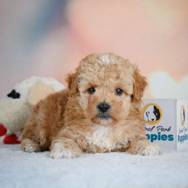 Miniature Poodle Puppy for Sale