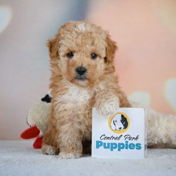 Miniature Poodle Puppy for Sale