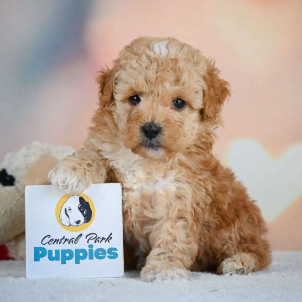 Miniature Poodle Puppy for Sale