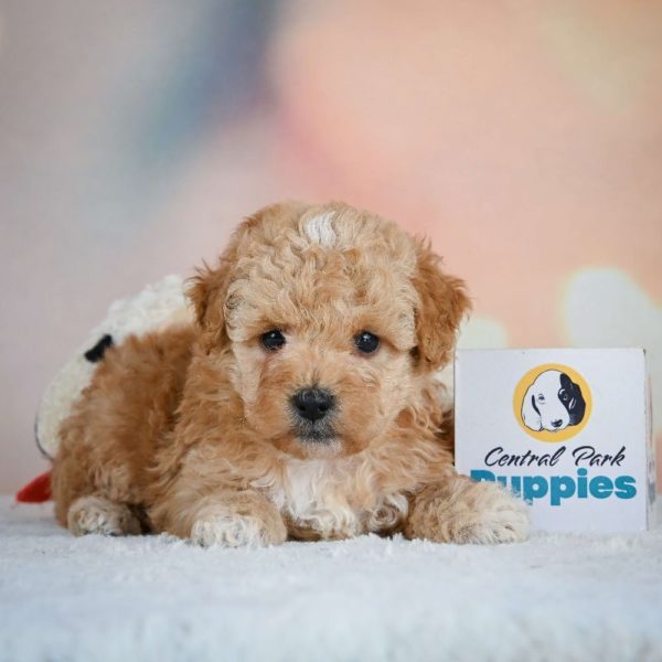 Miniature Poodle Puppy for Sale