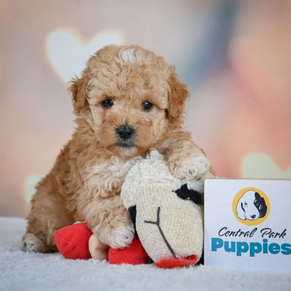 Miniature Poodle Puppy for Sale