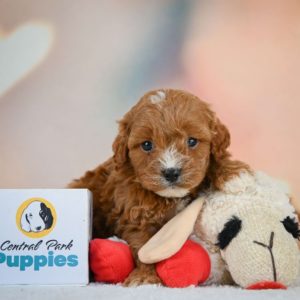 F1 Cavapoo Puppy for Sale