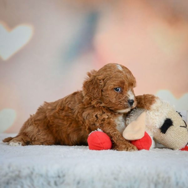 F1 Cavapoo Puppy for Sale