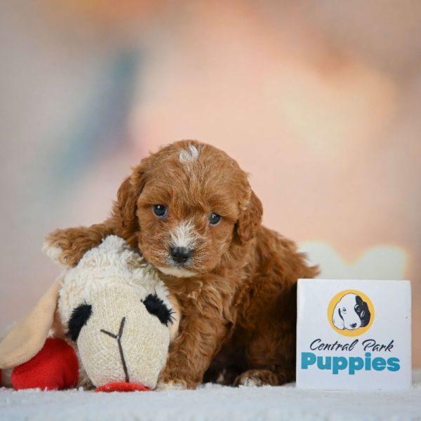 F1 Cavapoo Puppy for Sale