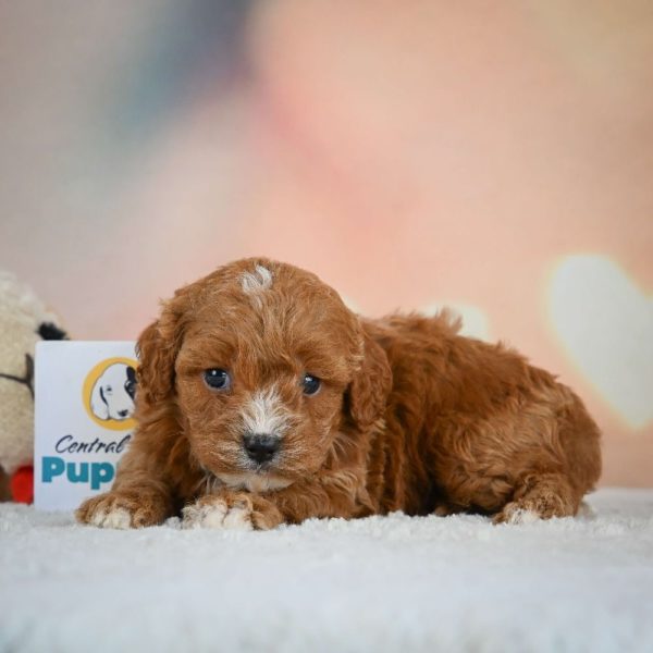 F1 Cavapoo Puppy for Sale