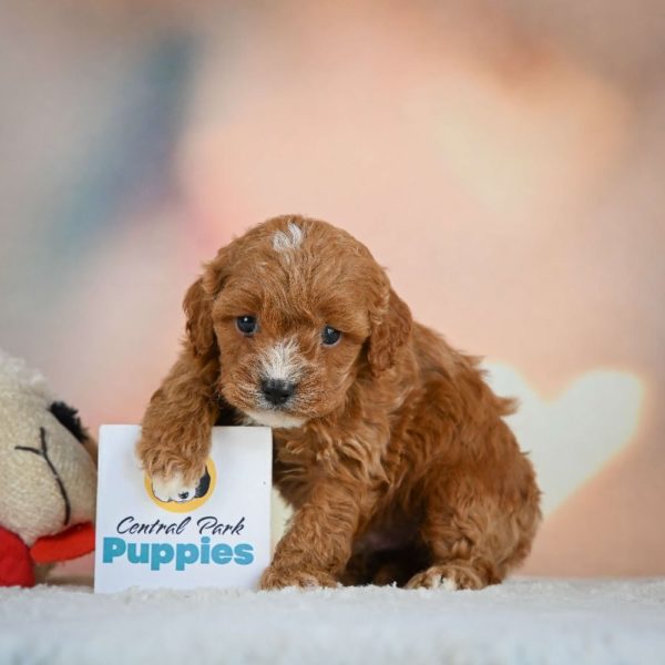 F1 Cavapoo Puppy for Sale