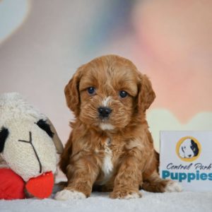 F1 Cavapoo Puppy for Sale