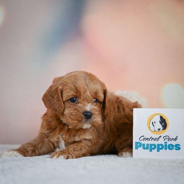 F1 Cavapoo Puppy for Sale