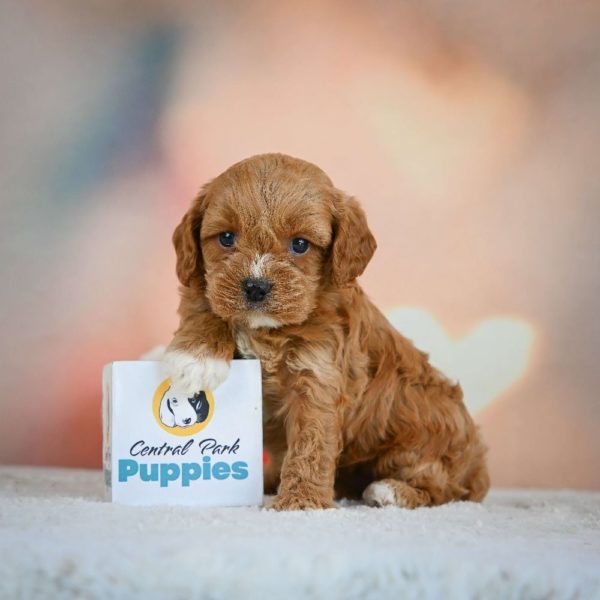 F1 Cavapoo Puppy for Sale