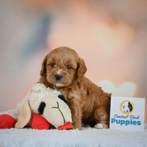 F1 Cavapoo Puppy for Sale