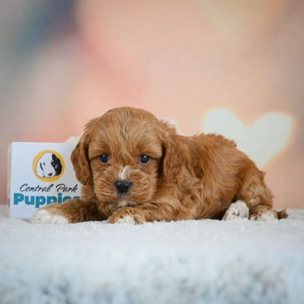 F1 Cavapoo Puppy for Sale