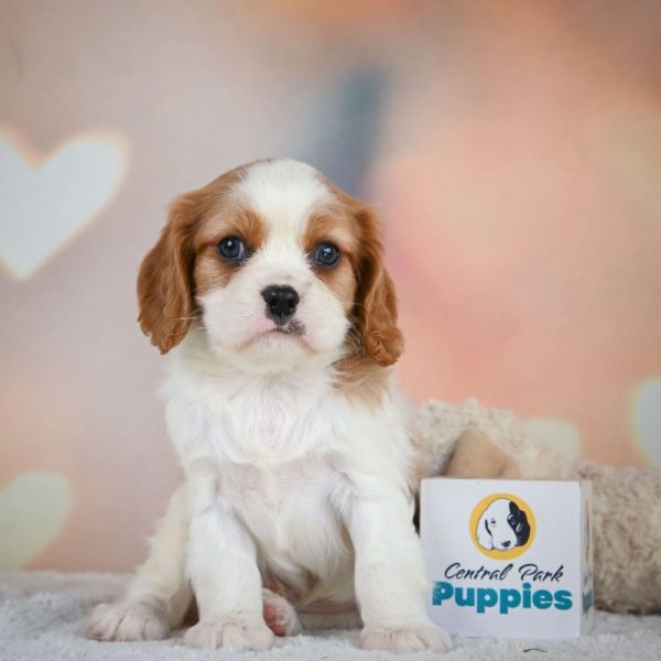 Cavalier King Charles Spaniel Puppy for Sale