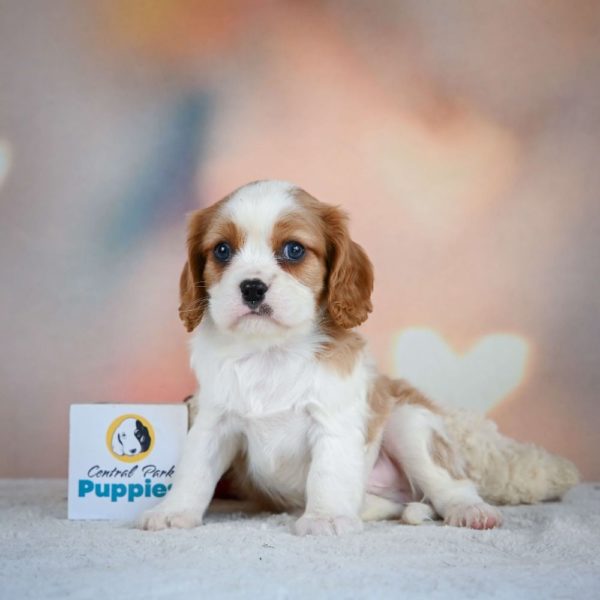 Cavalier King Charles Spaniel Puppy for Sale