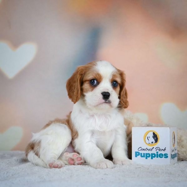 Cavalier King Charles Spaniel Puppy for Sale