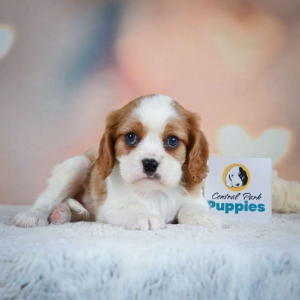 Cavalier King Charles Spaniel Puppy for Sale