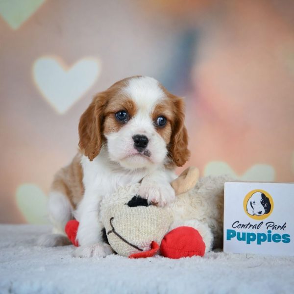 Cavalier King Charles Spaniel Puppy for Sale