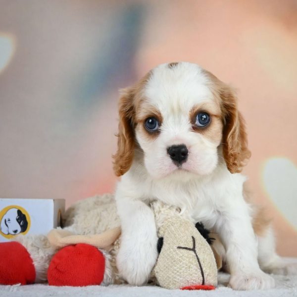 Cavalier King Charles Spaniel Puppy for Sale