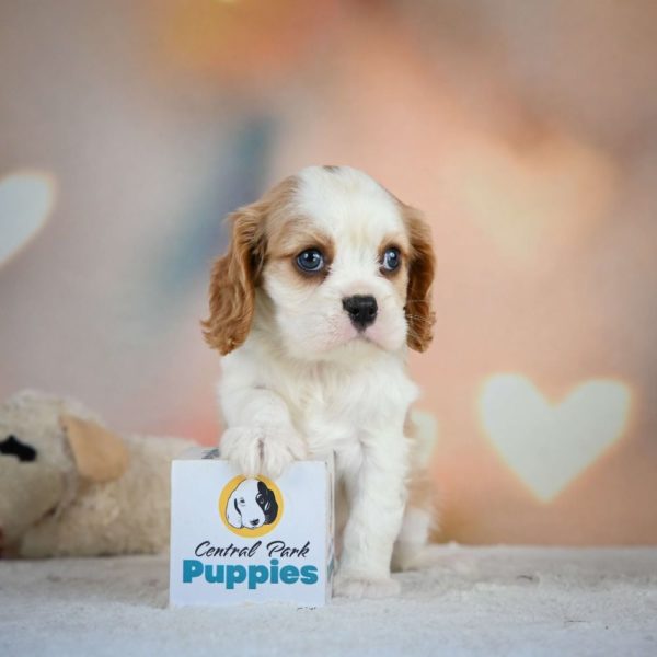 Cavalier King Charles Spaniel Puppy for Sale