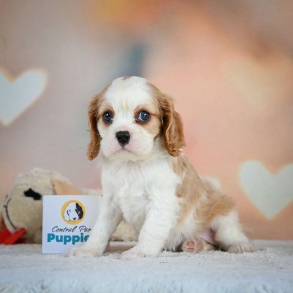 Cavalier King Charles Spaniel Puppy for Sale