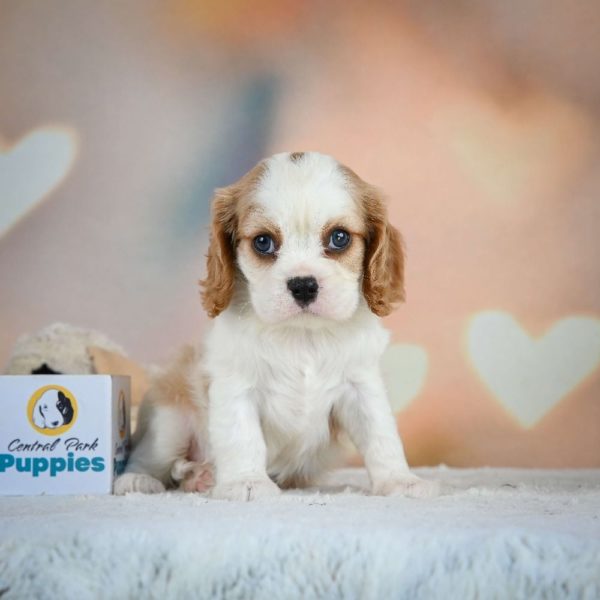 Cavalier King Charles Spaniel Puppy for Sale