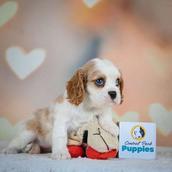 Cavalier King Charles Spaniel Puppy for Sale