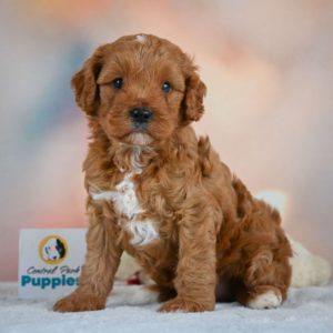 F1b Cavapoo Puppy for Sale