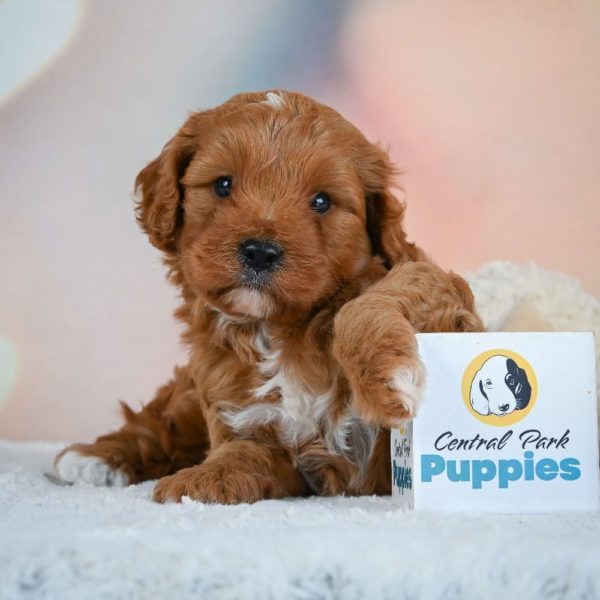 F1b Cavapoo Puppy for Sale