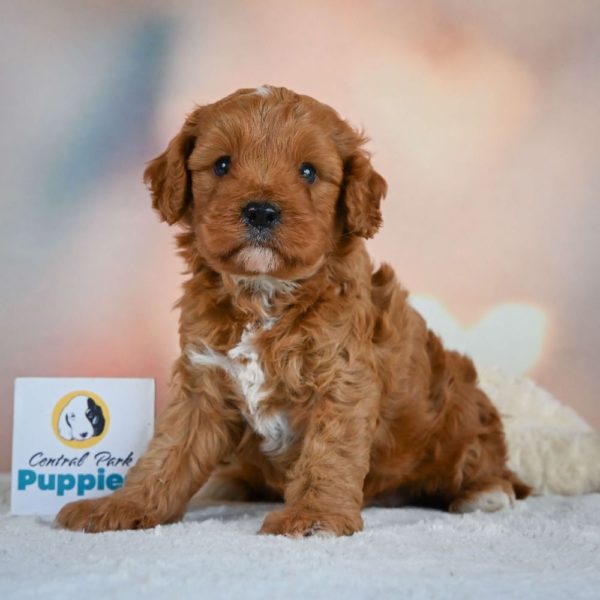 F1b Cavapoo Puppy for Sale