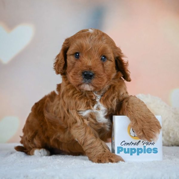 F1b Cavapoo Puppy for Sale