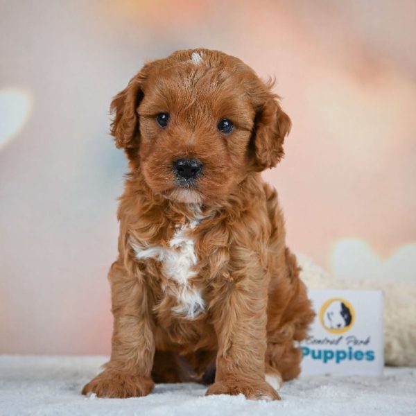 F1b Cavapoo Puppy for Sale