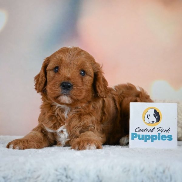 F1b Cavapoo Puppy for Sale