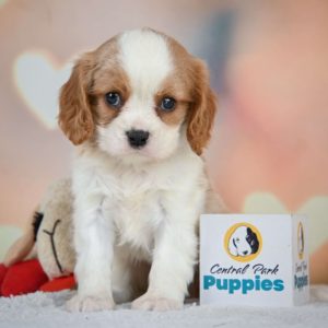 Cavalier King Charles Spaniel Puppy for Sale