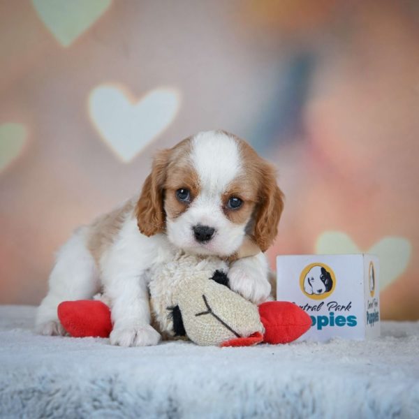 Cavalier King Charles Spaniel Puppy for Sale