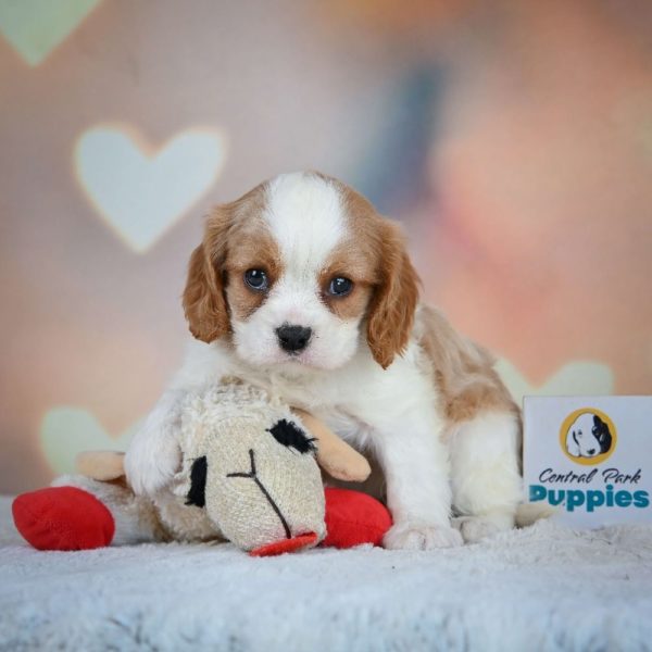 Cavalier King Charles Spaniel Puppy for Sale