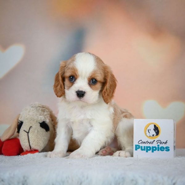 Cavalier King Charles Spaniel Puppy for Sale