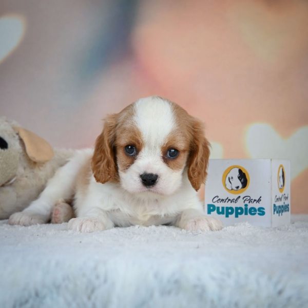 Cavalier King Charles Spaniel Puppy for Sale