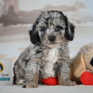 Miniature Poodle Puppy for Sale